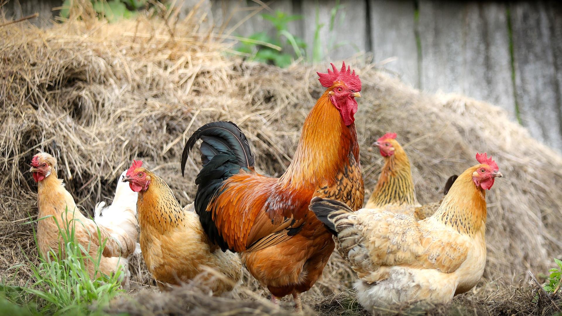 poules ld31 influenza aviaire 